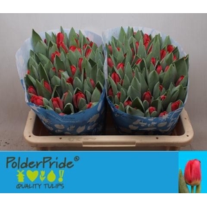 TU EN ANTARCTIC FIRE