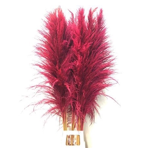 Cortaderia Cerise