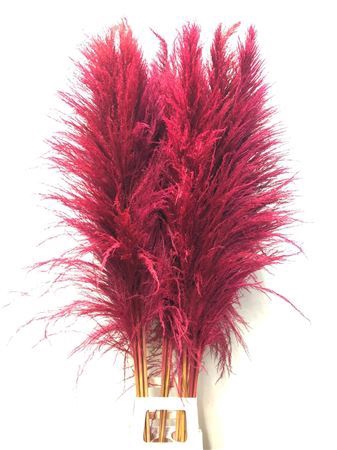 <h4>Cortaderia Cerise</h4>