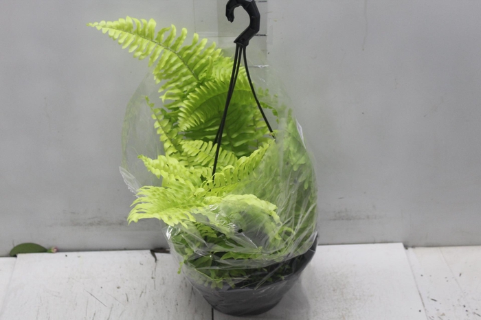 <h4>SAMAMB GOLDEN C21</h4>