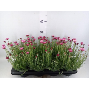 Rhodanthemum hosm. 'Zagora Pink'
