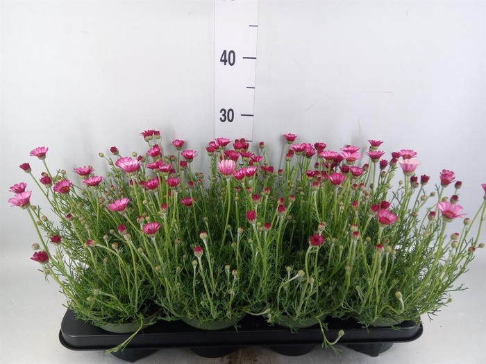 <h4>Rhodanthemum hosm. 'Zagora Pink'</h4>