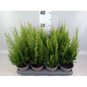 Chamaecyparis laws. 'White Spot'