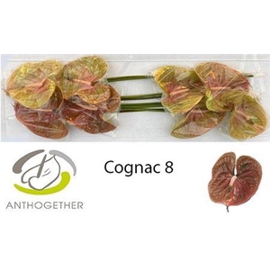 ANTH A COGNAC X8 EX