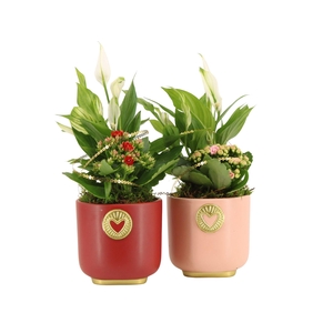 21790: Lovess arrangement