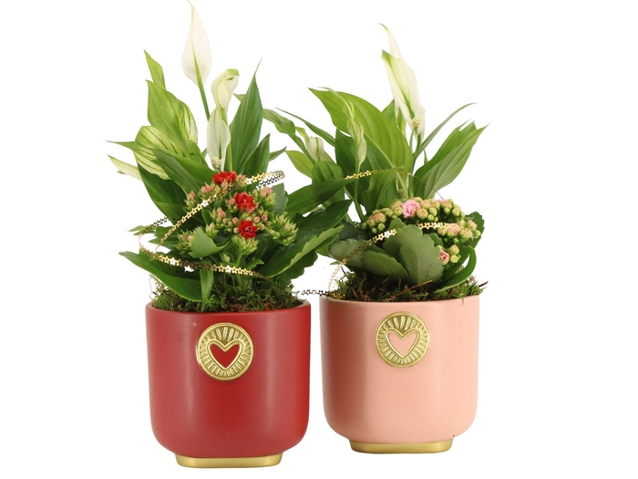 <h4>21790: Lovess arrangement</h4>