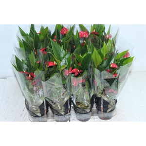 ANTHURIUM MINI MILLION FLOWERS P09