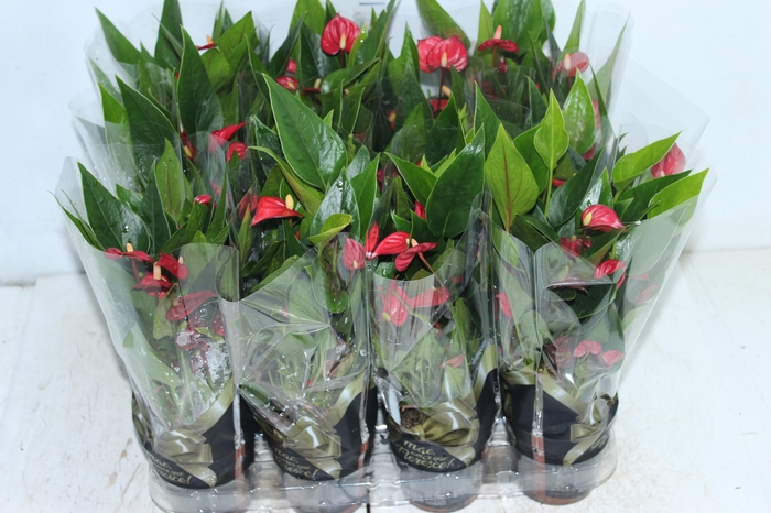 <h4>ANTHURIUM MINI MILLION FLOWERS P09</h4>