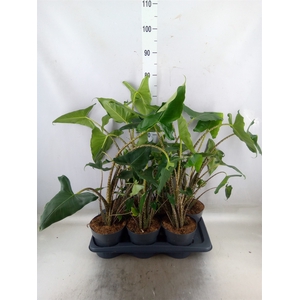 Alocasia zebrina 'Siberian Tiger'