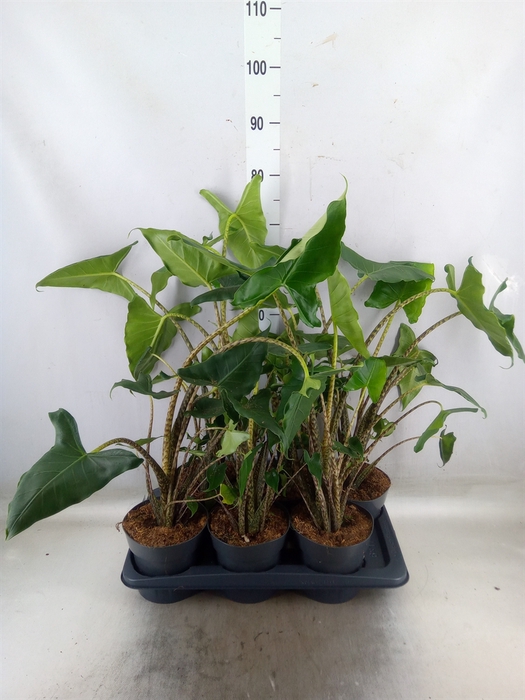 <h4>Alocasia zebrina 'Siberian Tiger'</h4>