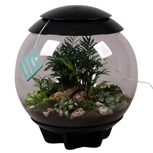 Terrarium XXL Exclusive zwart met arrangement