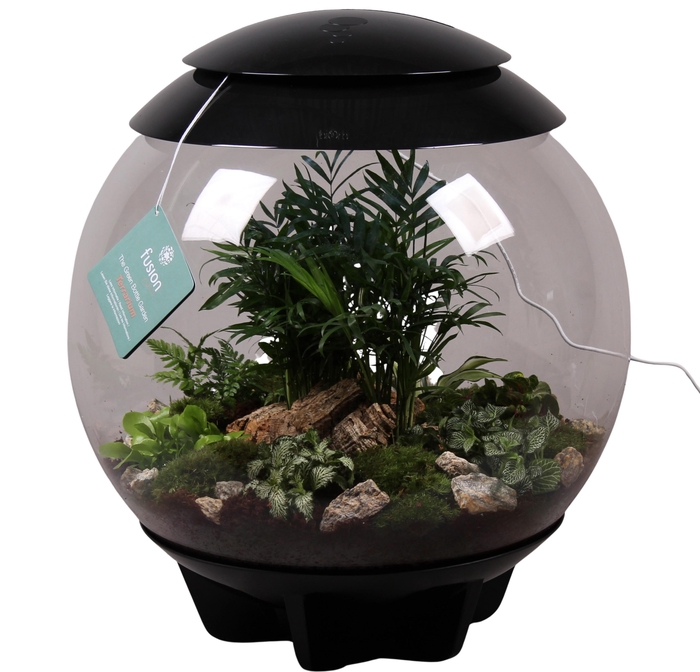<h4>Terrarium XXL Exclusive zwart met arrangement</h4>