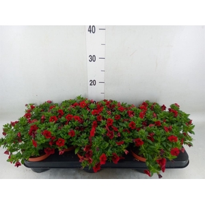 Calibrachoa  'Minifam Super Red'