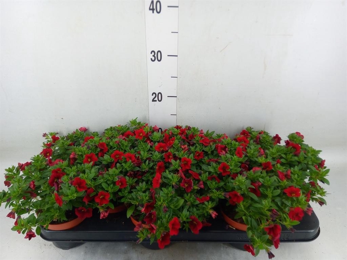 <h4>Calibrachoa  'Minifam Super Red'</h4>