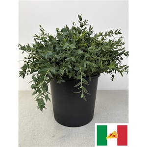 EUC PARVIFOLIA PB