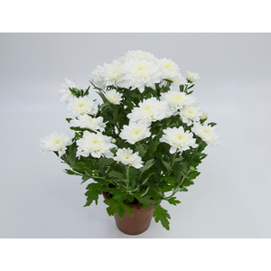 CRISANTEMO VB1 BRANCO