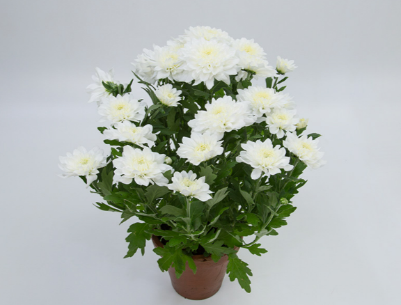 <h4>CRISANTEMO VB1 BRANCO</h4>