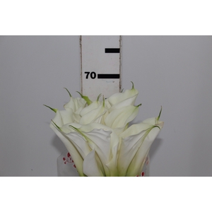 COPO DE LEITE BRANCO 070 CM
