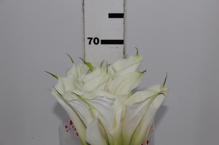 <h4>COPO DE LEITE BRANCO 070 CM</h4>