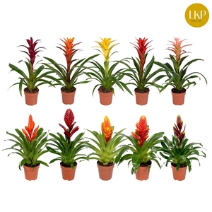 Bromelia Gemengd (Met Hoes)