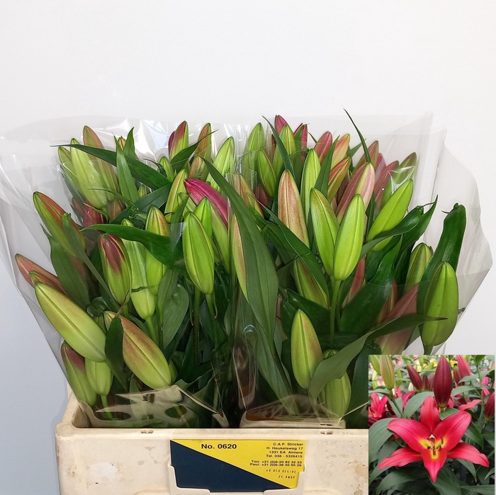 <h4>LI OT PROFUNDO</h4>