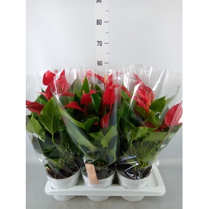 Anthurium  'Banderola Roja'