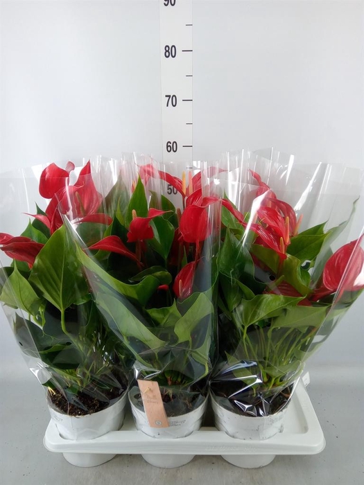 <h4>Anthurium  'Banderola Roja'</h4>