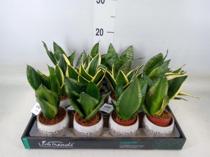<h4>Sansevieria trifa. 'Hahnii'</h4>