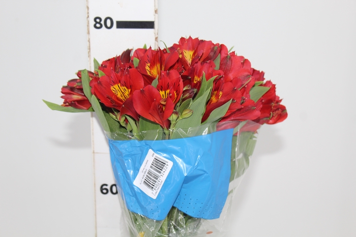 <h4>ALSTROEMERIA HOT PEPPER 080 CM</h4>