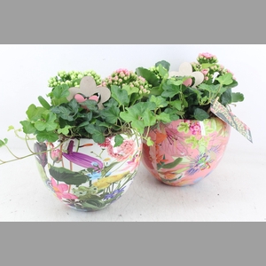 arr2 MB - Ker. flower bolpot mix 344/4