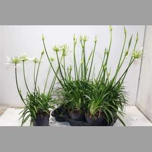 Agapa Pitchoun White
