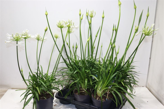<h4>Agapa Pitchoun White</h4>