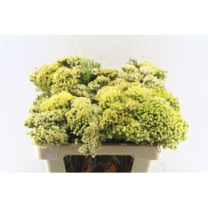 Kaaps Nebelia Palacea