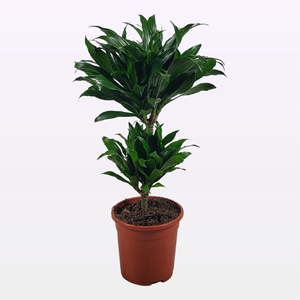 Dracaena frag. 'Compacta'