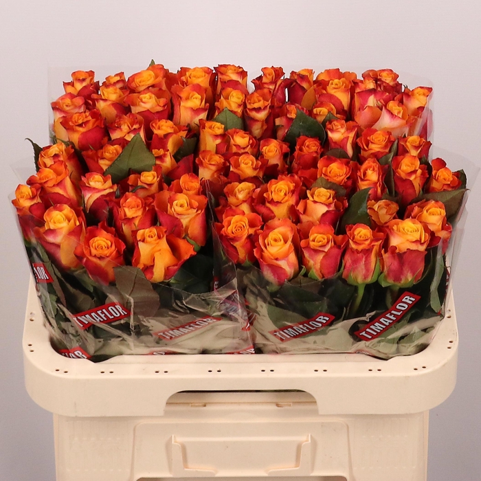 <h4>R GR MARIYO!</h4>