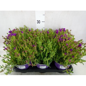 Lampranthus roseus