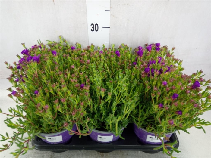 <h4>Lampranthus roseus</h4>