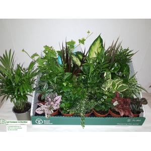 Plant mixed 8Ø 10cm