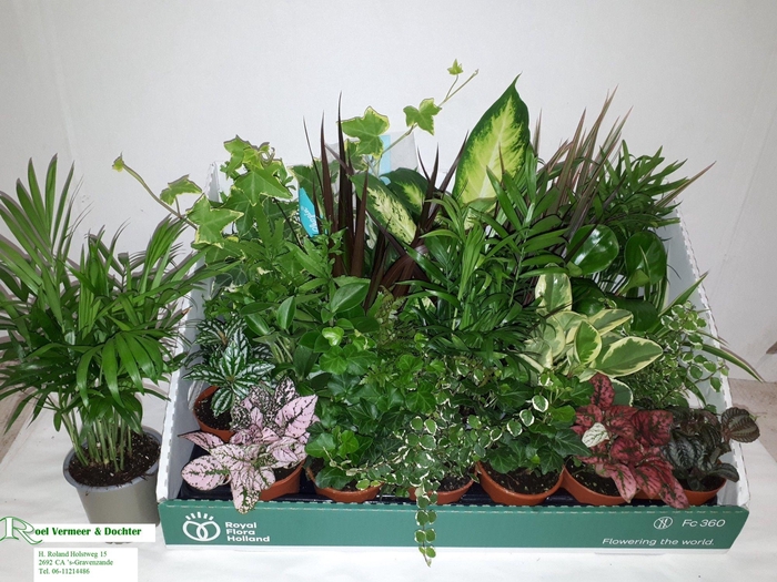 Plant mixed 8Ø 10cm