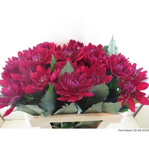 Dahlia Contessa Baars