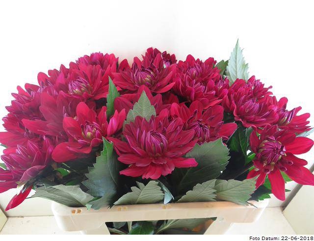 <h4>Dahlia Contessa Baars</h4>