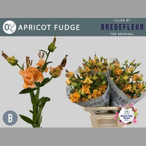 LI LA APRICOT FUDGE