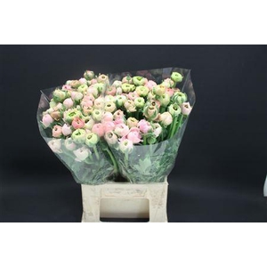 Ran Extra Pastel Pink