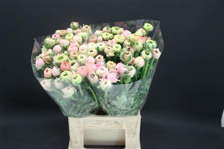 <h4>Ran Extra Pastel Pink</h4>