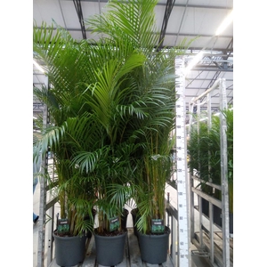 Dypsis lutescens   ...Chrysalidoca