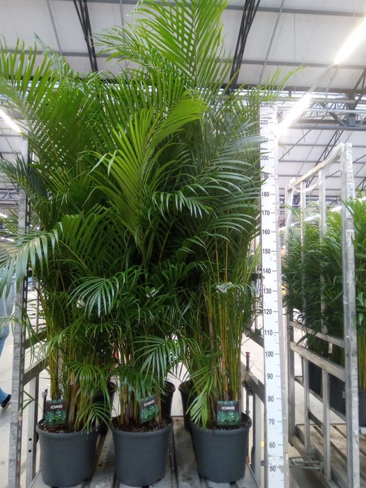 <h4>Dypsis lutescens   ...Chrysalidoca</h4>