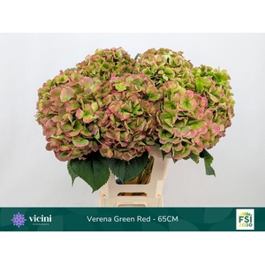 Hydrangea  'Verena'  CL