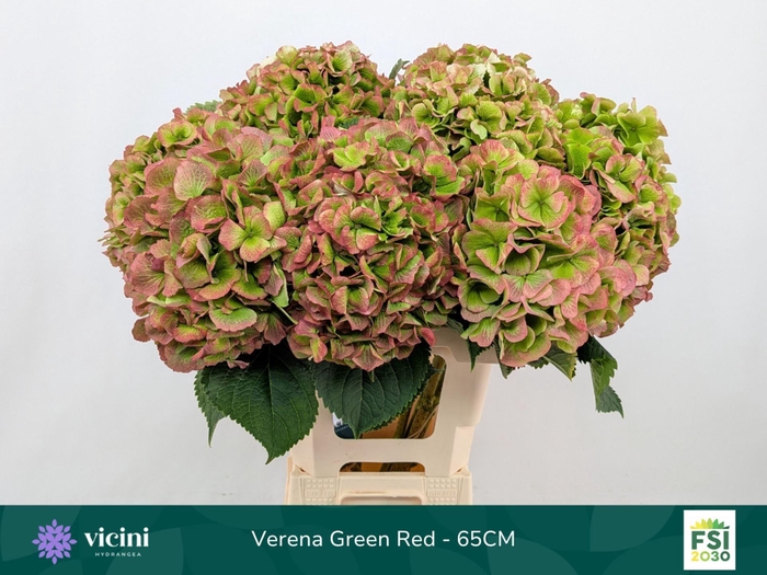 <h4>Hydrangea  'Verena'  CL</h4>