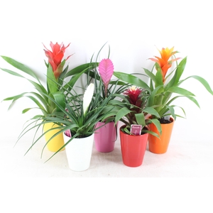 arr3 ZS - Bromelia streeppot mix
