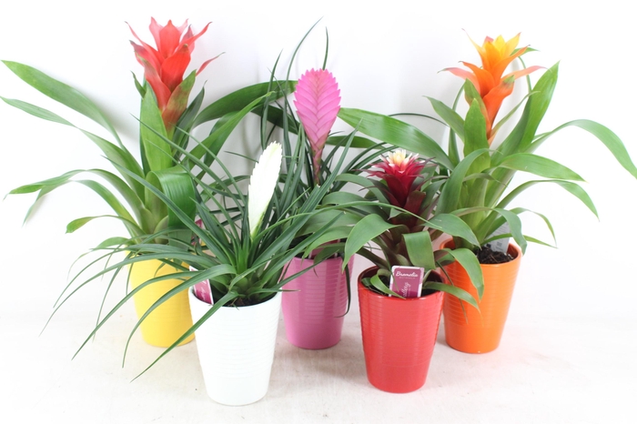 <h4>arr3 ZS - Bromelia streeppot mix</h4>